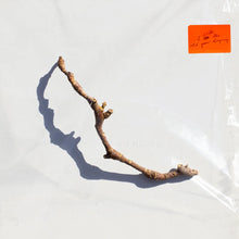 Cargar imagen en el visor de la galería, PJ Harvey: I Inside the Old Year Dying LP
